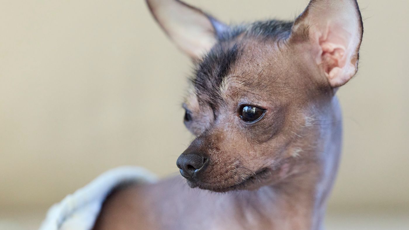Caring for a Hairless or Low-Shed Dog's Skin and Coat