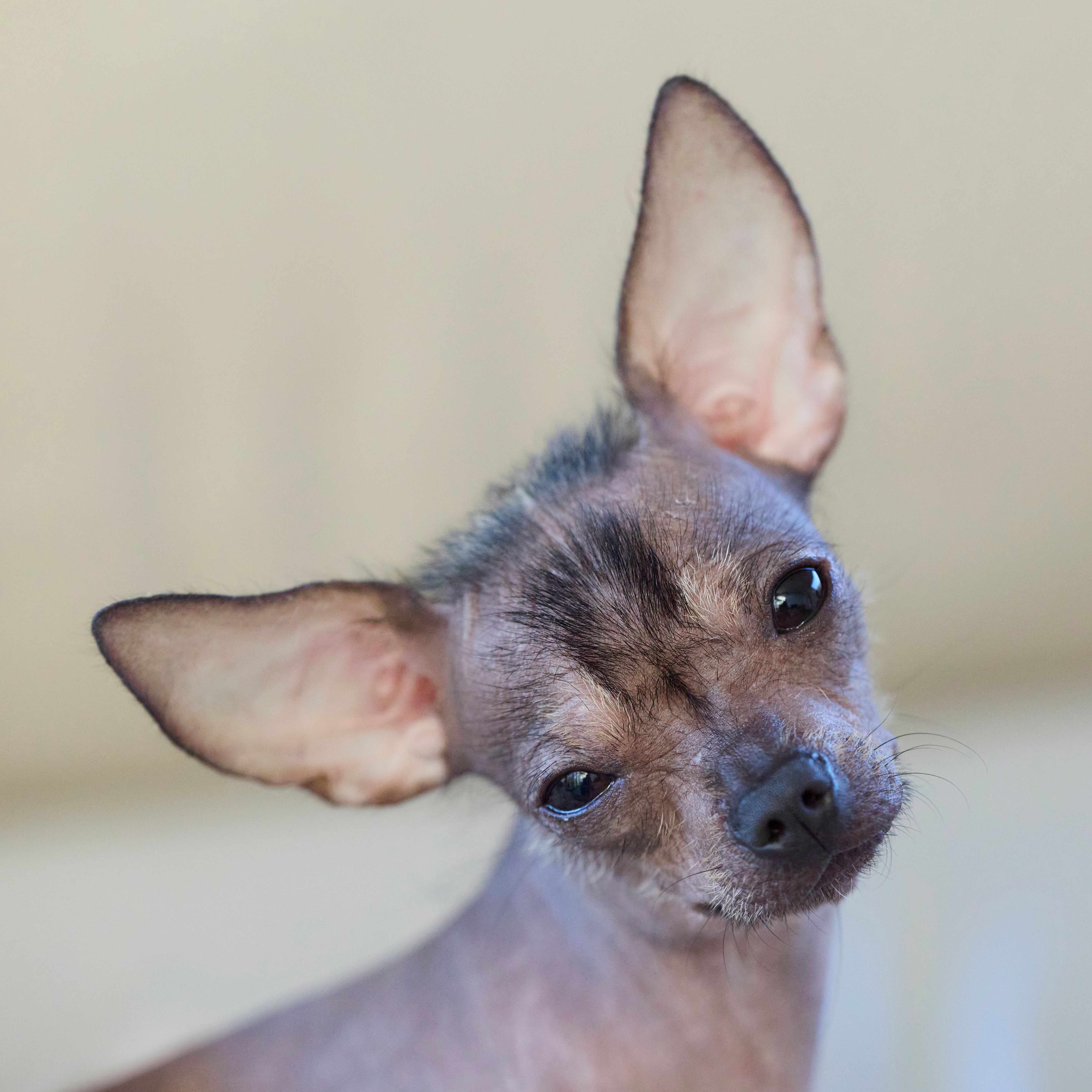Adorable hairless dog with big ears posing curiously in a portrait.
