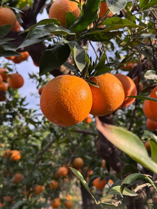 Oranges ripening on the branch — photo by Kuanling Chen on Pexels
