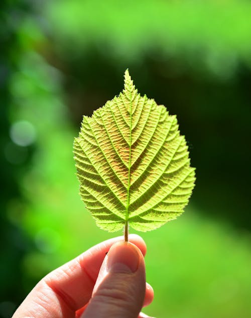 Ondiepe Focusfotografie Van Een Persoon Die Een Groen Blad Vasthoudt