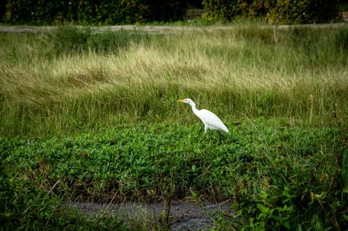 Free A graceful white egret standing amidst vibrant green grass in a serene natural setting. Stock Photo