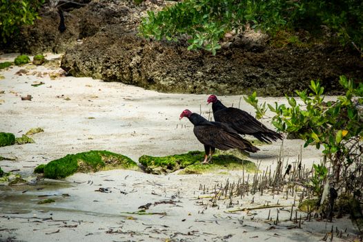 Two turkey vultures rest on a moss-covered beach, surrounded by tropical vegetation.