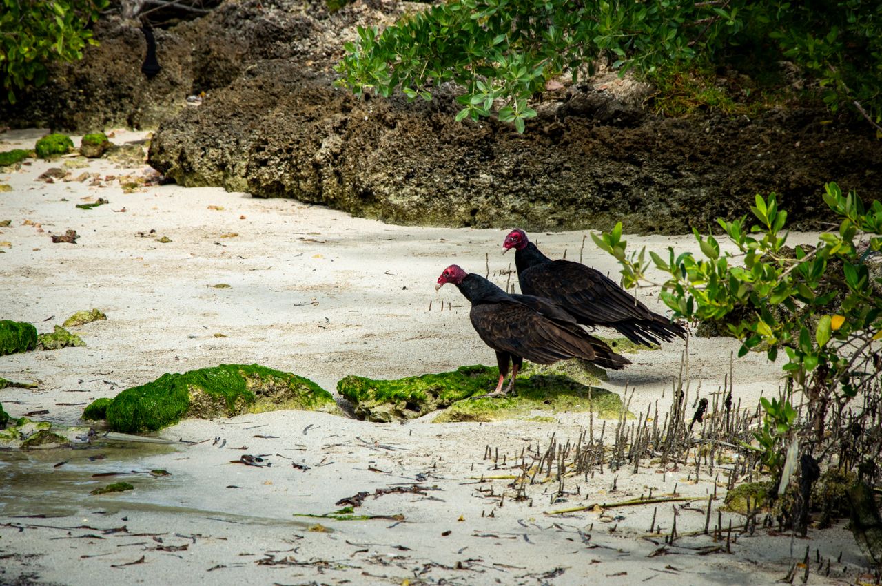 two turkey vultures rest on a moss covered beach surrounded by tropica