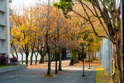 A serene autumn pathway surrounded by colorful trees in Taipei, Taiwan.