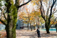 Autumn Walk Under Trees in Taipei Park