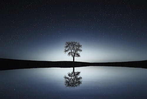 คลังภาพถ่ายฟรี ของ กลางคืน, การสะท้อน, ต้นไม้ในเวลากลางคืน