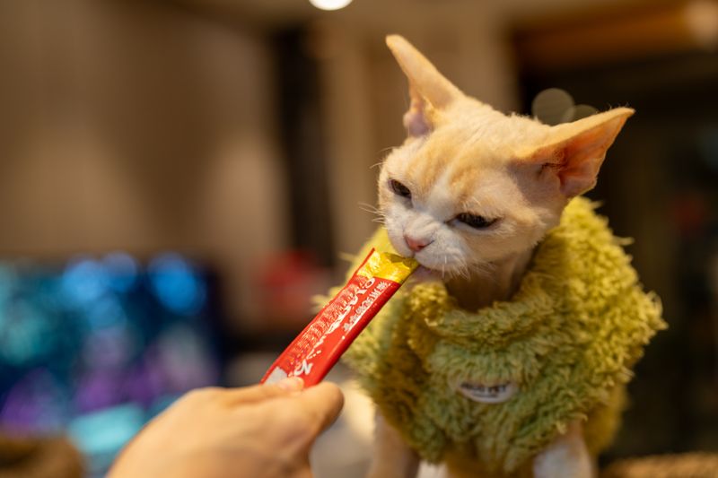 Gato disfrutando de un snack natural en Anlú