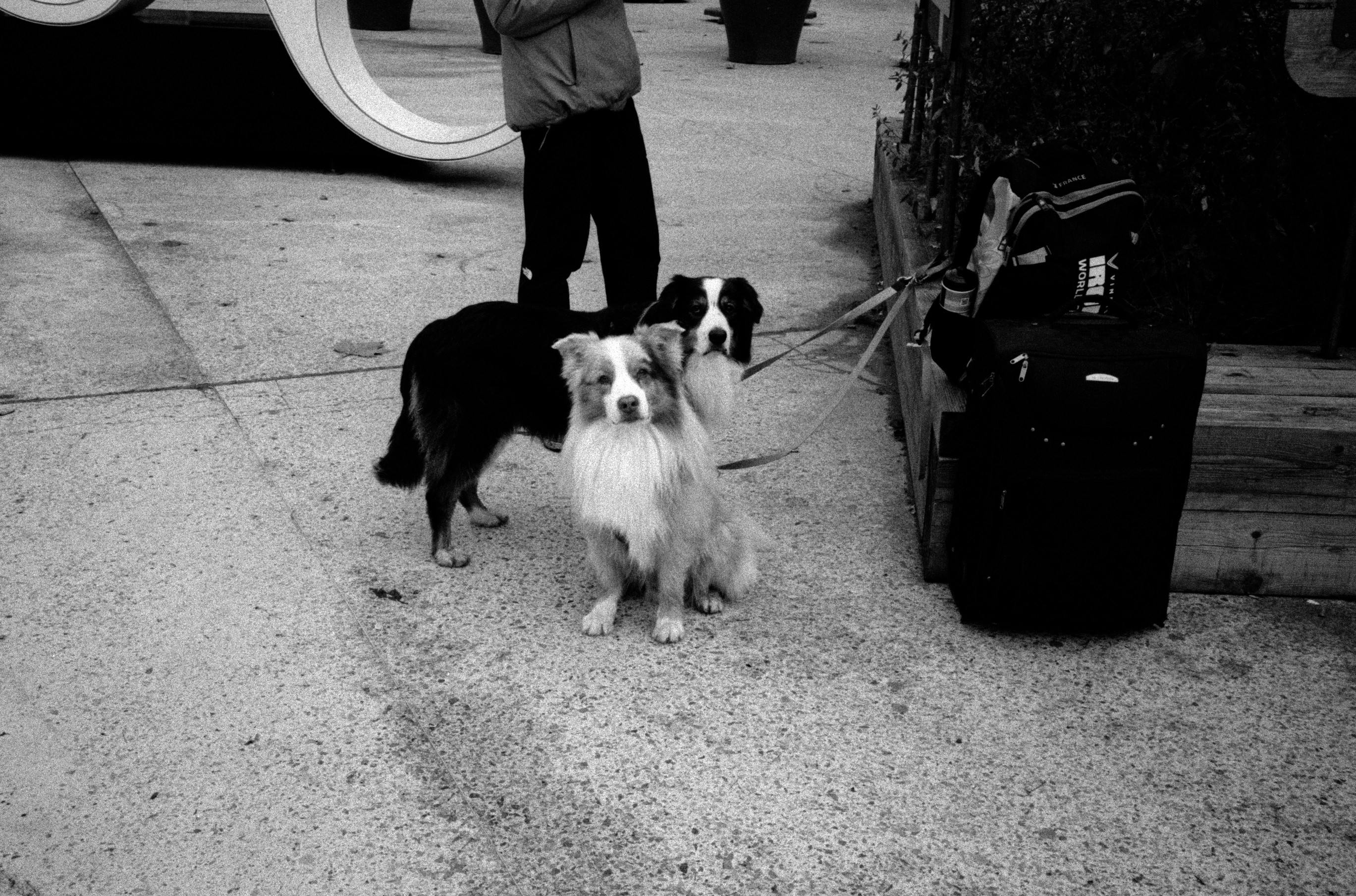 Dogs as Lifestyle Companions: What This Means for Brands &amp; Retailers — Photo by Alexis B on Pexels