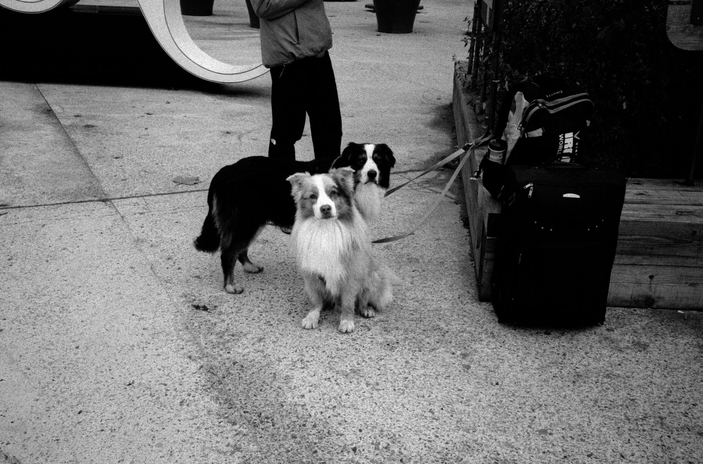 Two dogs on leash sit near luggage outdoors in a candid black and white setting.