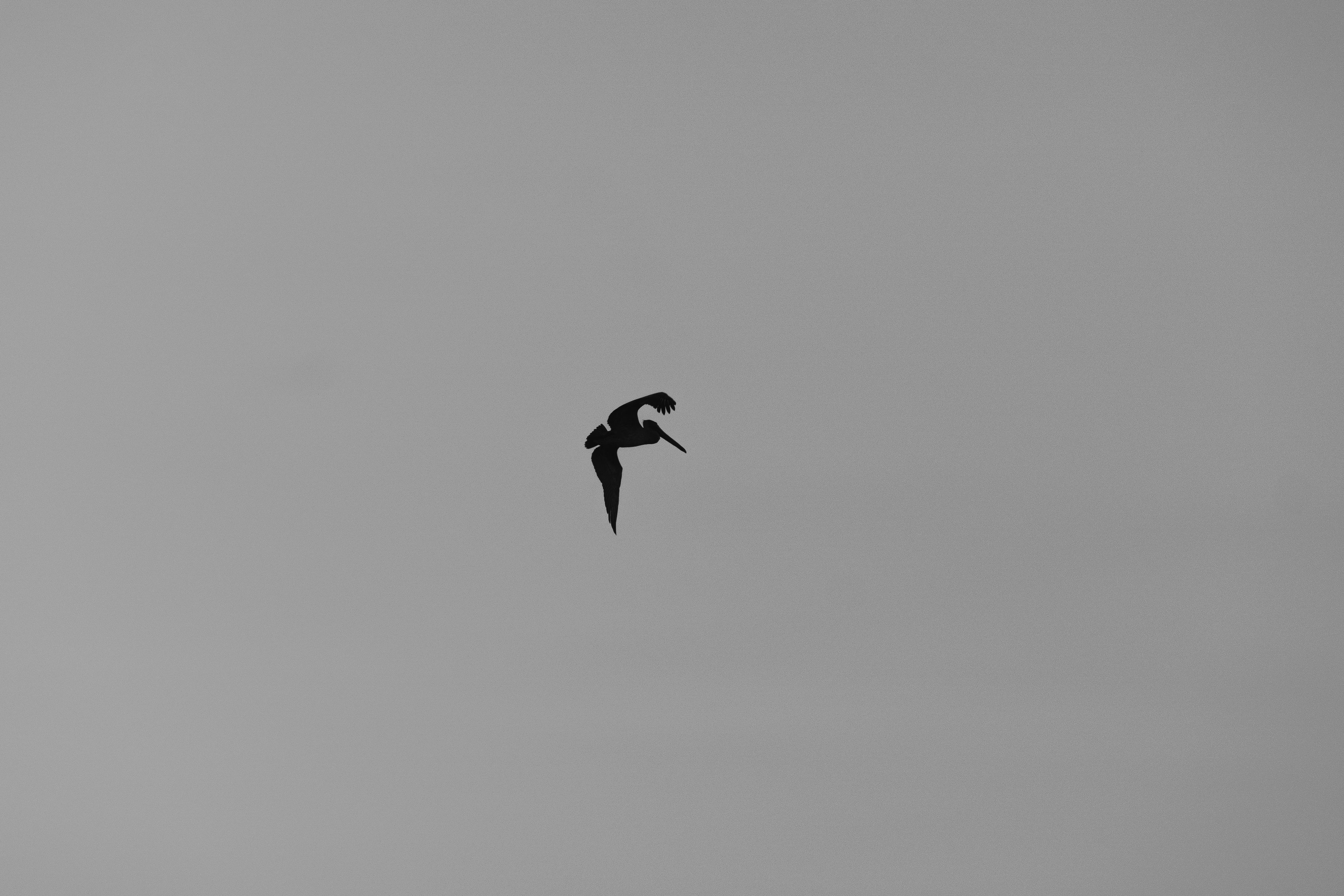Monochromatic photo of a bird silhouetted against a grey sky.