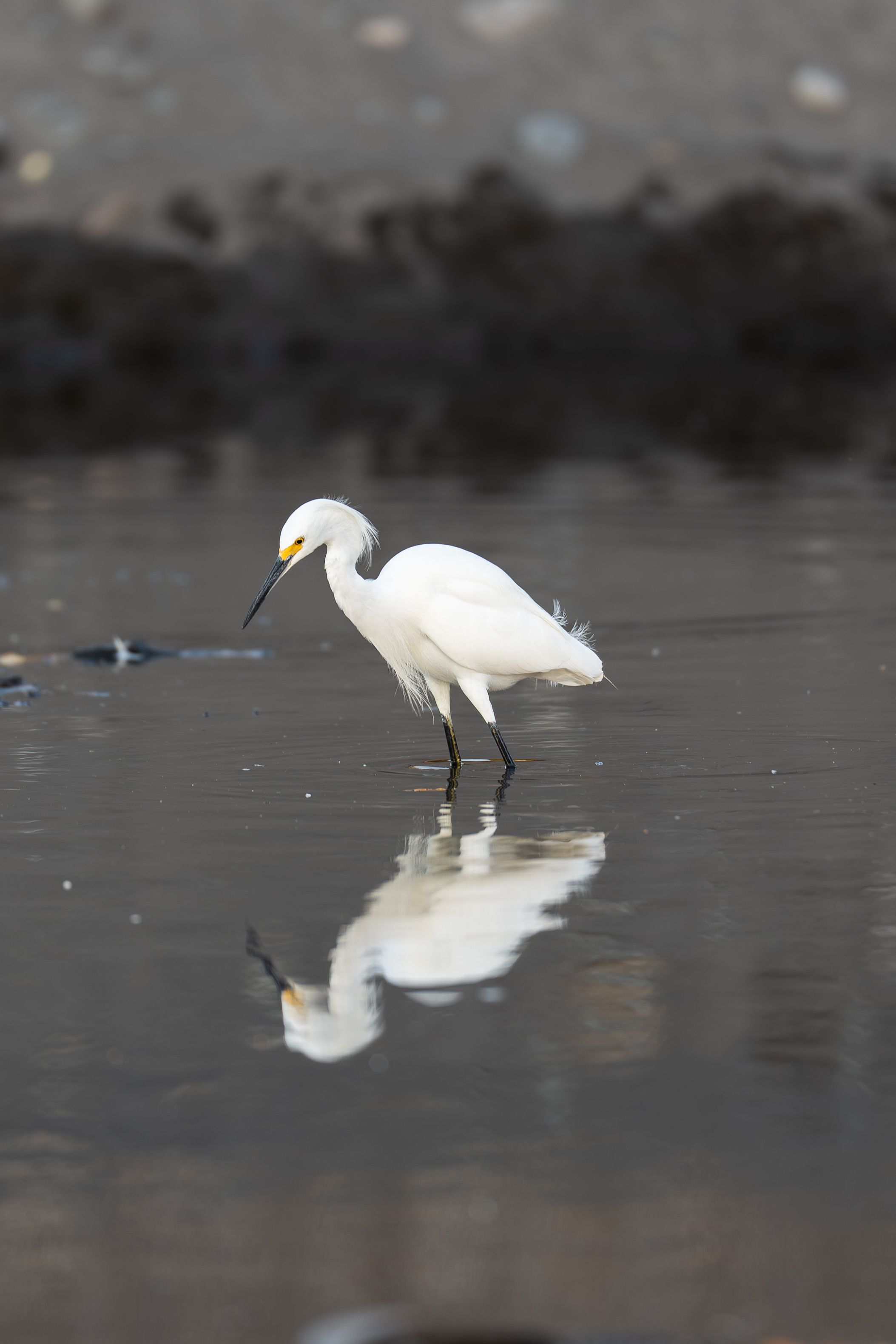 A graceful Snowy Egret wading in shallow water, reflecting its pristine plumage.