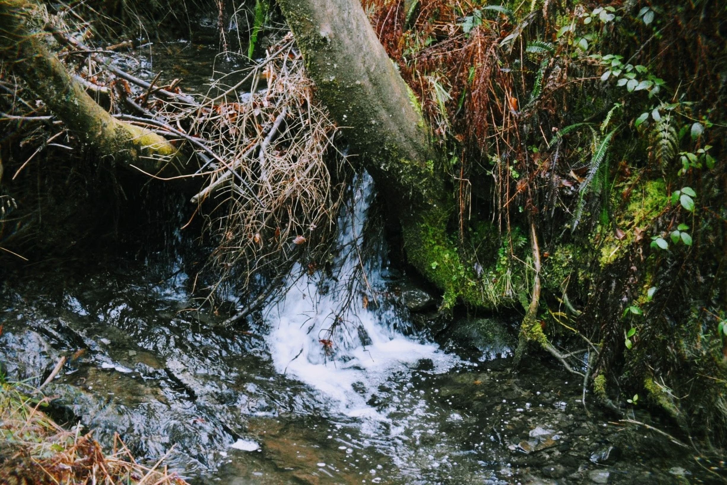 A small rocky brook trout stream cascading through a mossy forest