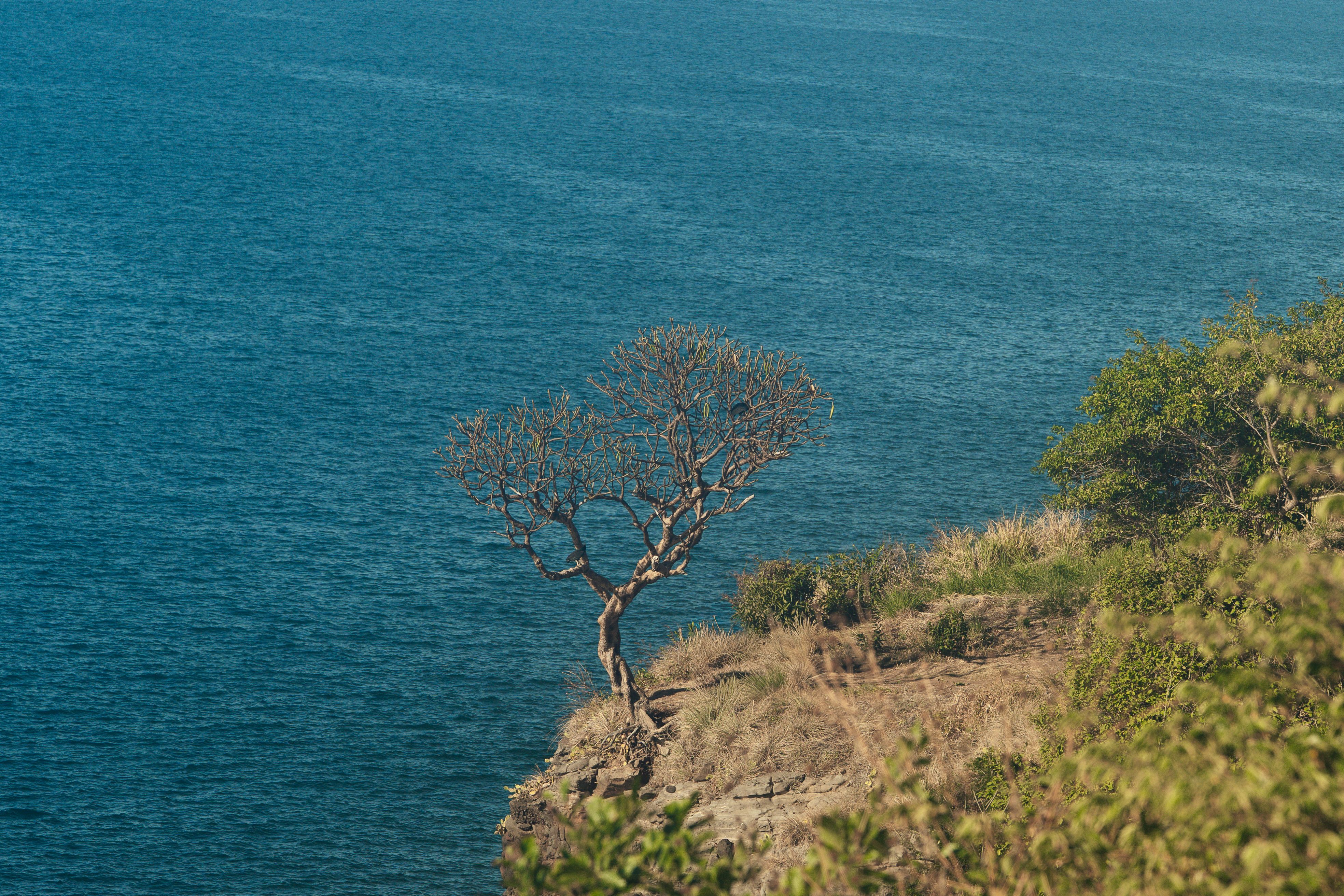 A solitary tree stands on a cliff overlooking the sparkling blue ocean.