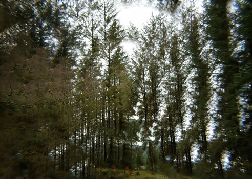Mysterious forest view with tall evergreen trees under overcast sky, creating an enchanting atmosphere.