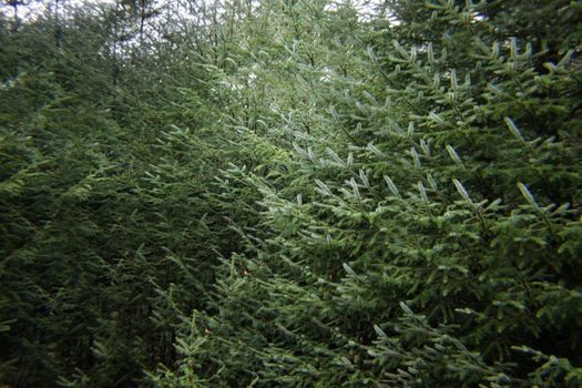 Dense green pine forest with lush foliage captured in winter season.