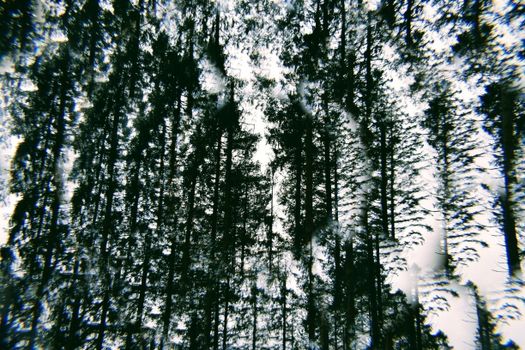 Artistic reflection of towering pine trees in a forest creates a dramatic and moody atmosphere.