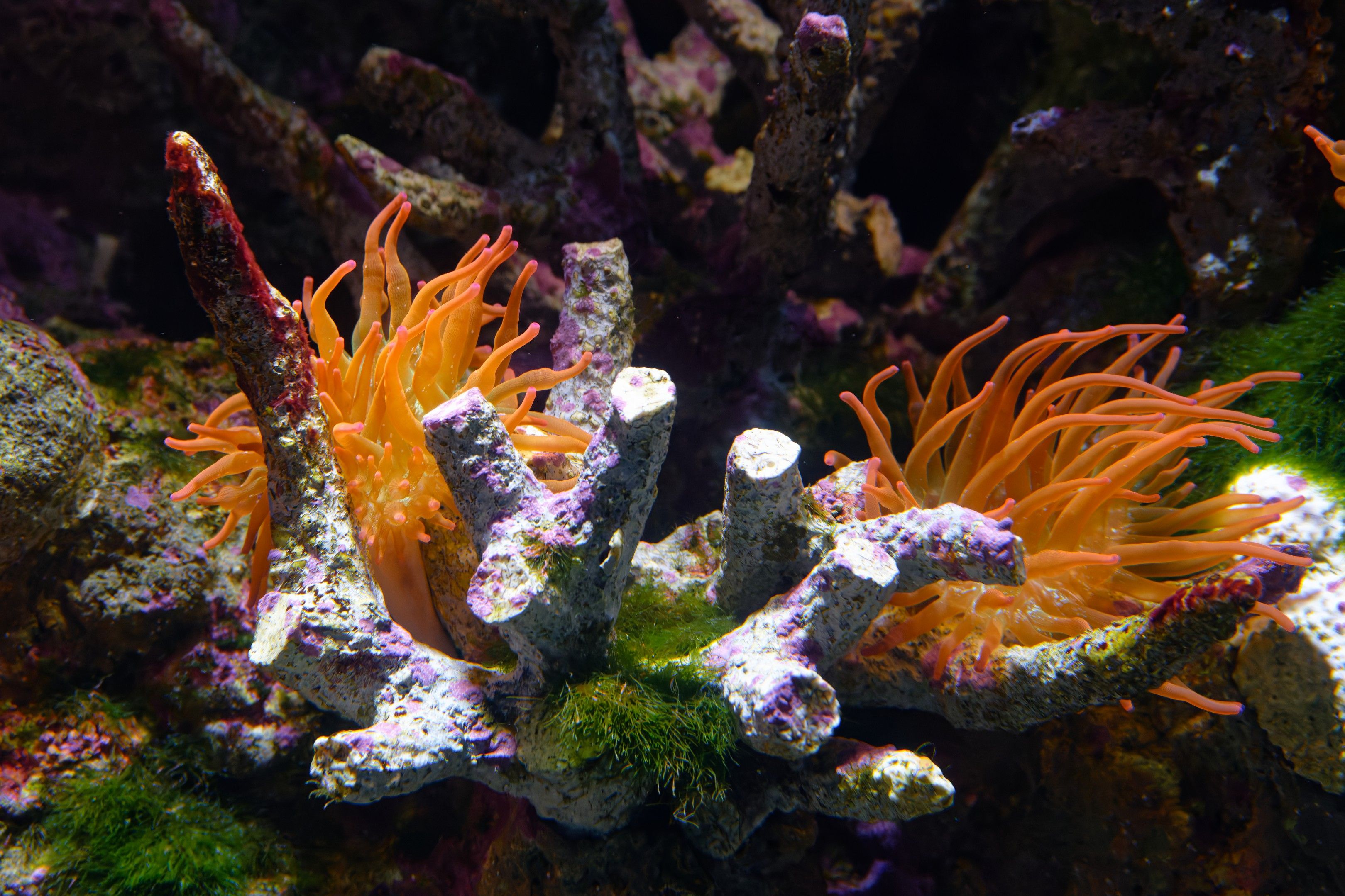 Close-up of a colorful coral reef with sea anemone in Great Barrier Reef, Australia.