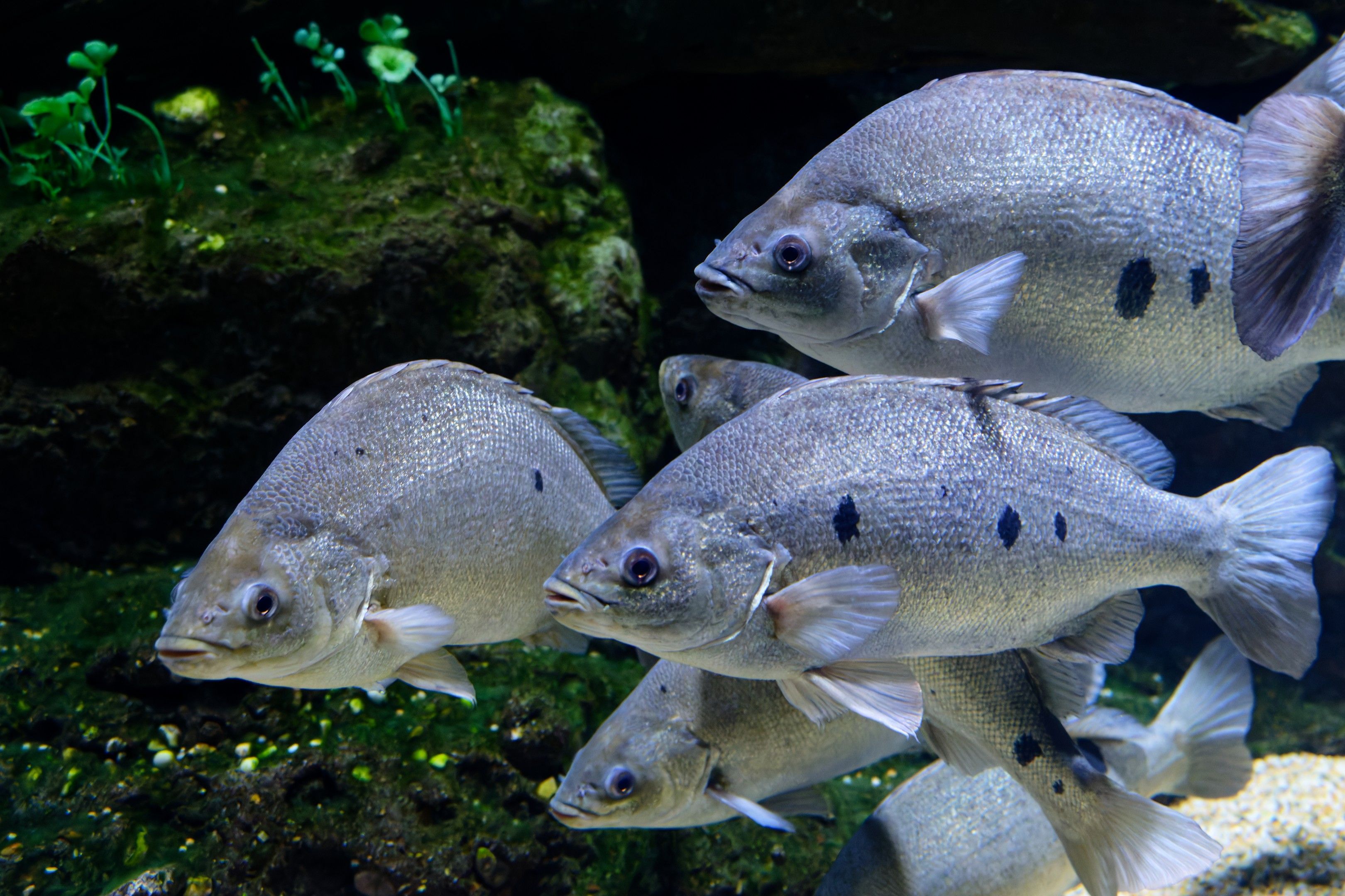 Aquarium mit natürlicher Einrichtung