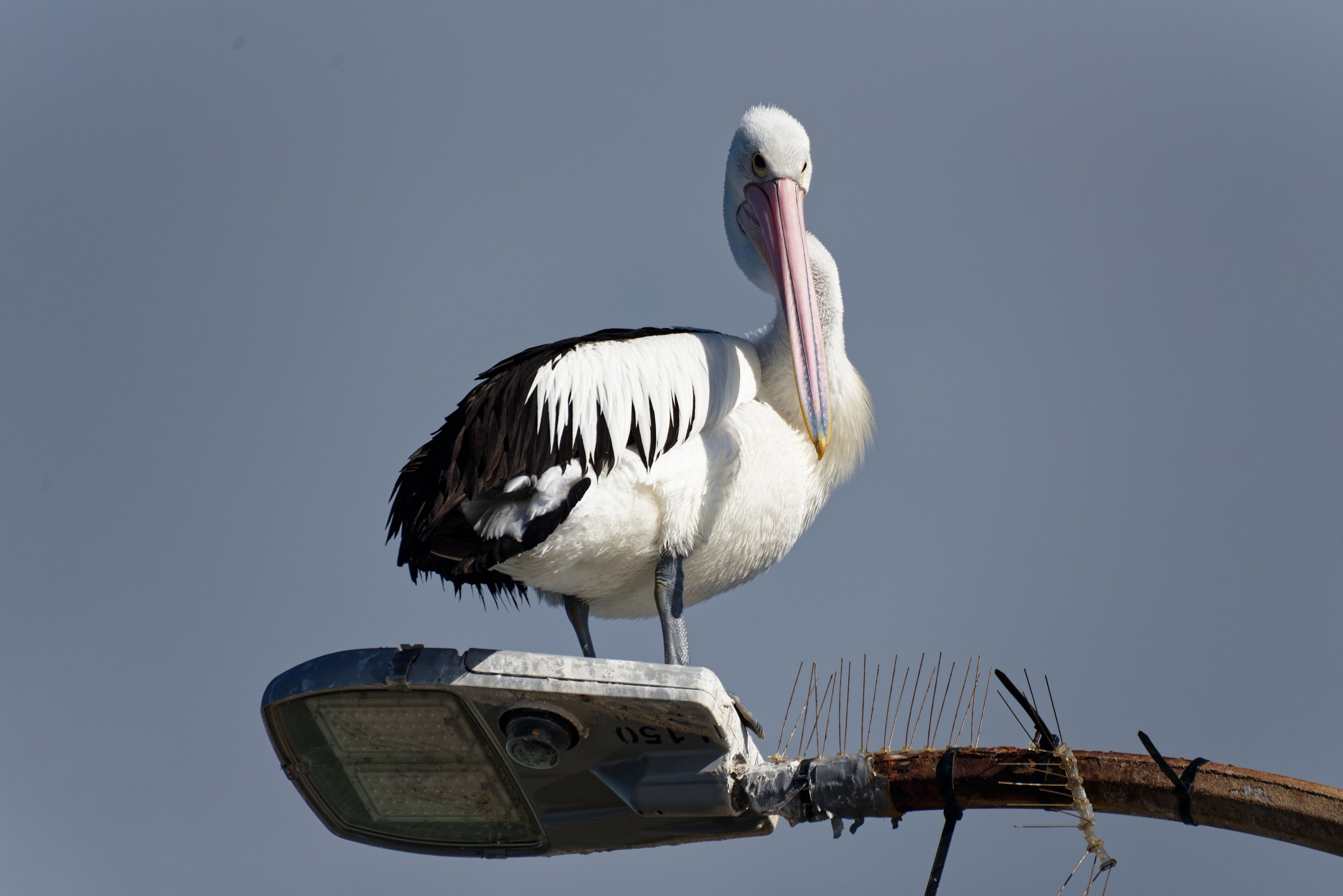 Pelican Point
