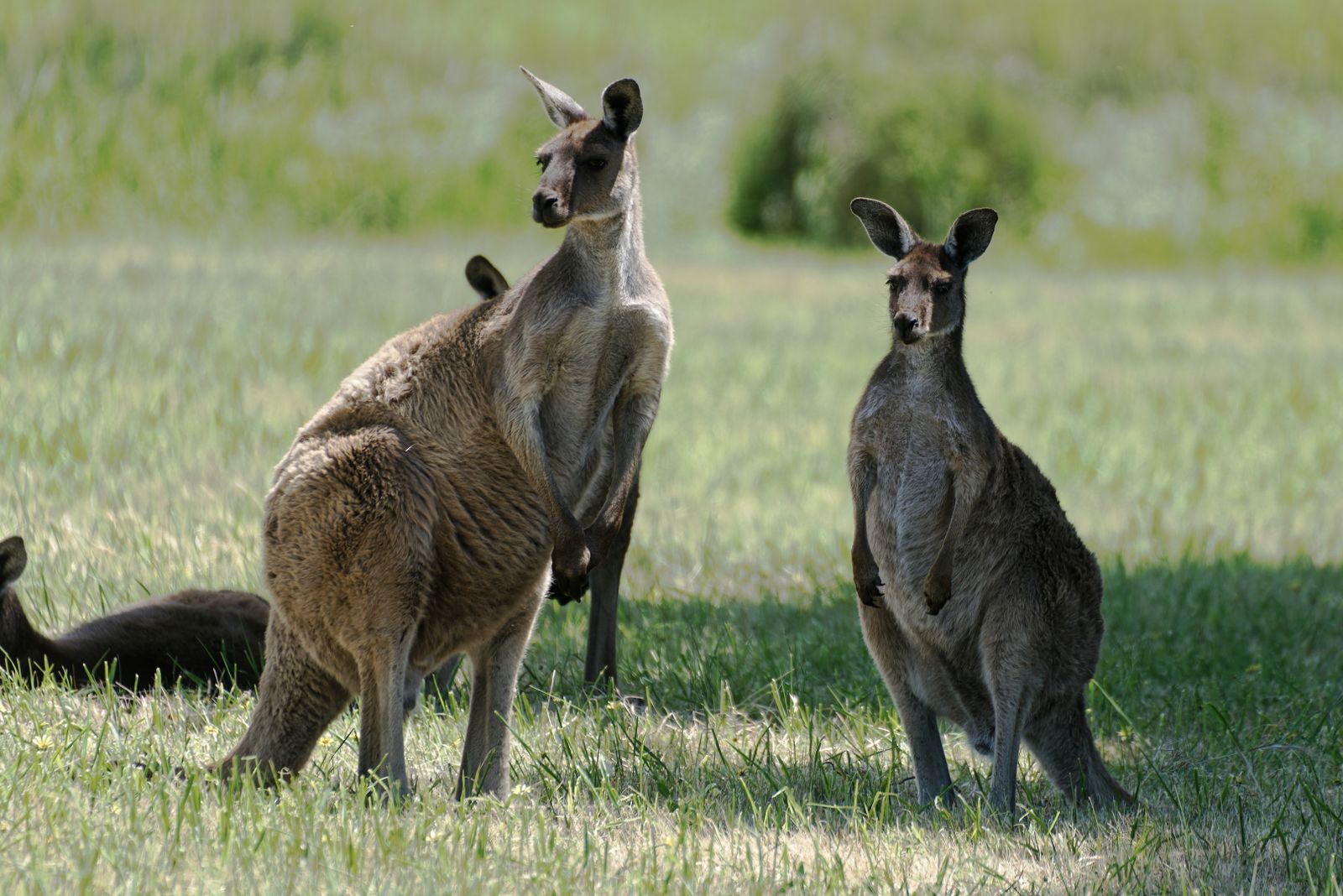 Eastern grey kangaroos standing and resting in sunlit grassland