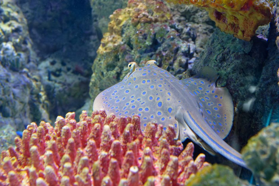 Aquarium Reef HQ à Cairns