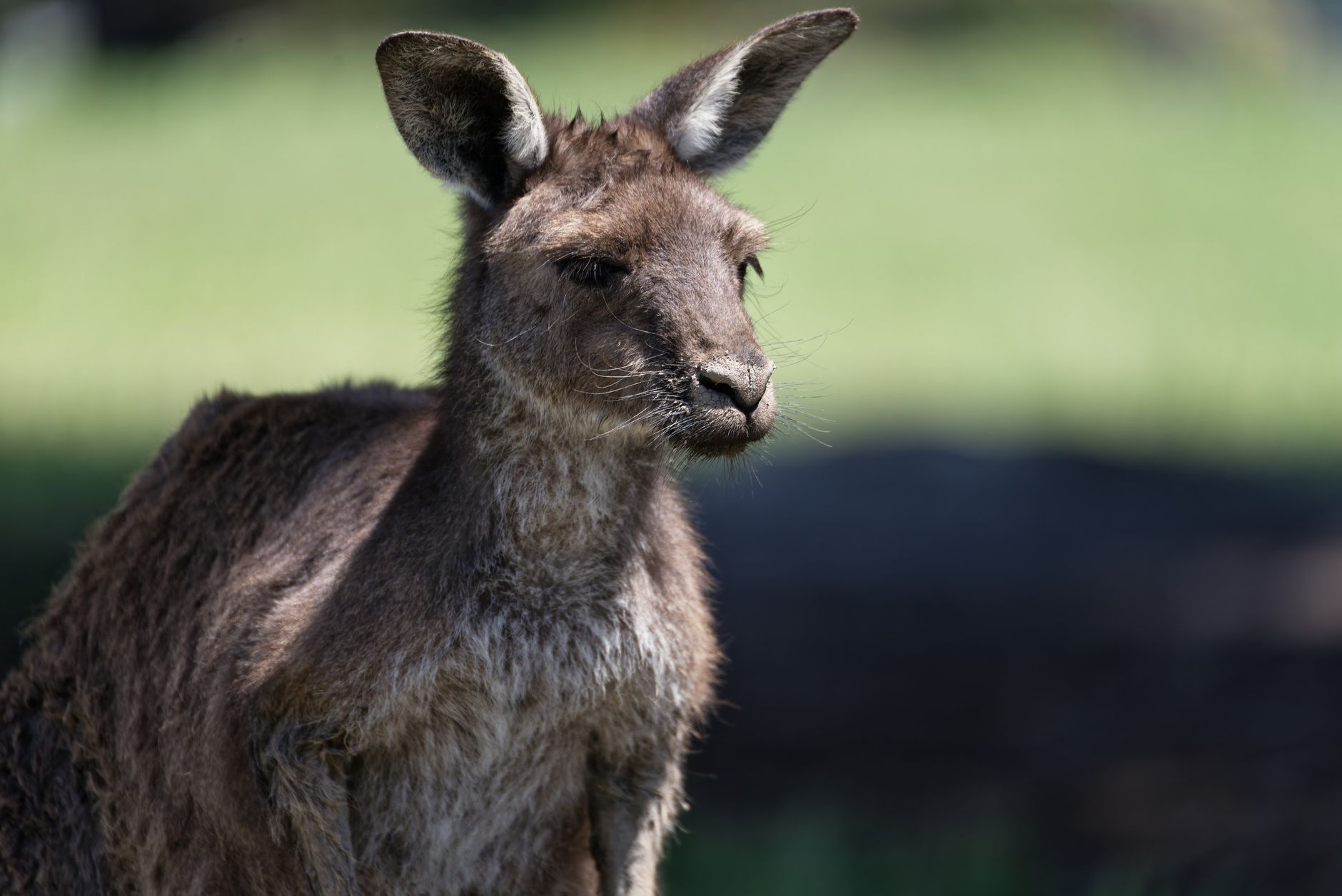 Detailed portrait of a kangaroo outdoors on a sunny day, showcasing its texture and features.