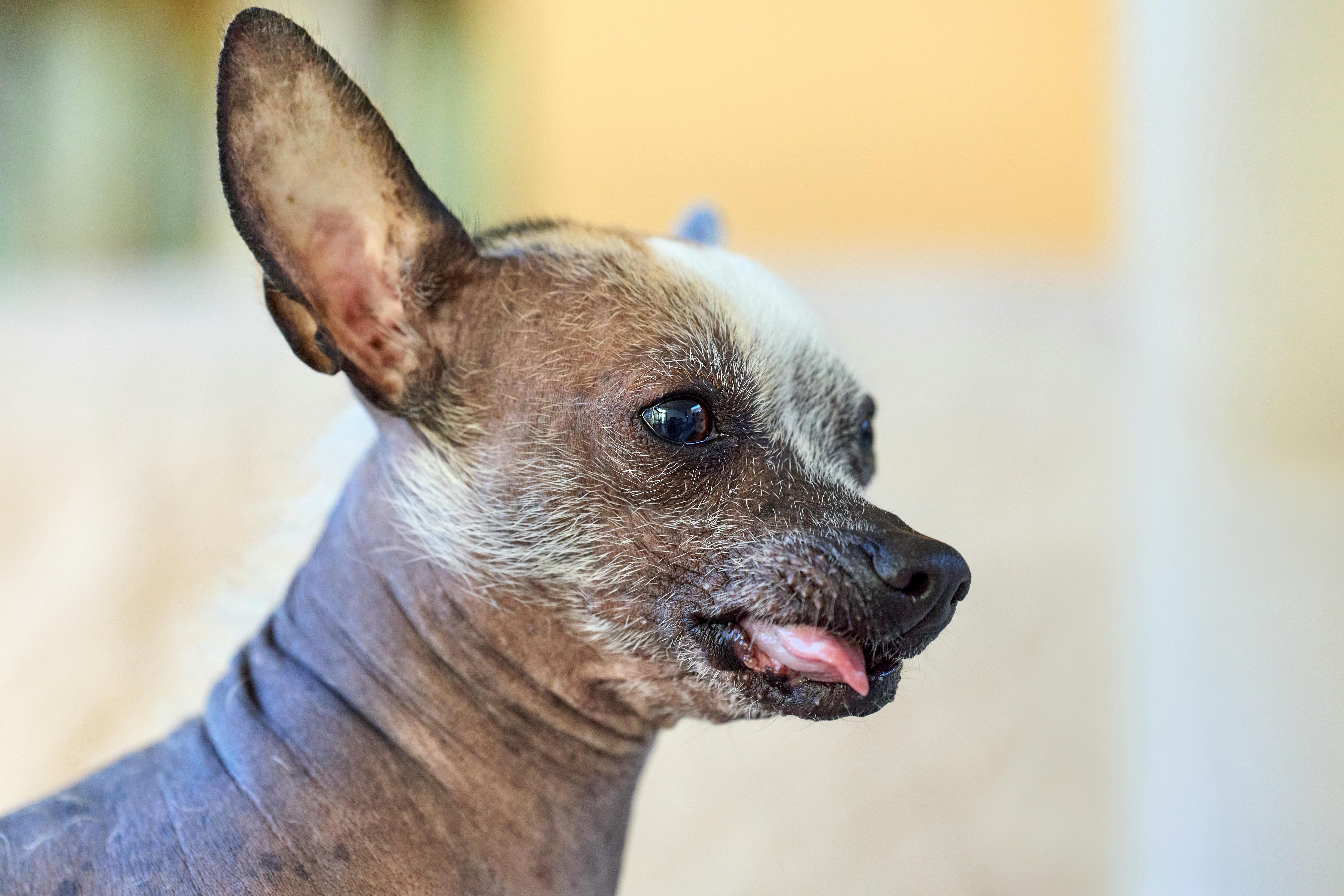 Chinese Crested Hairless: Προστασία Δέρματος από Ήλιο