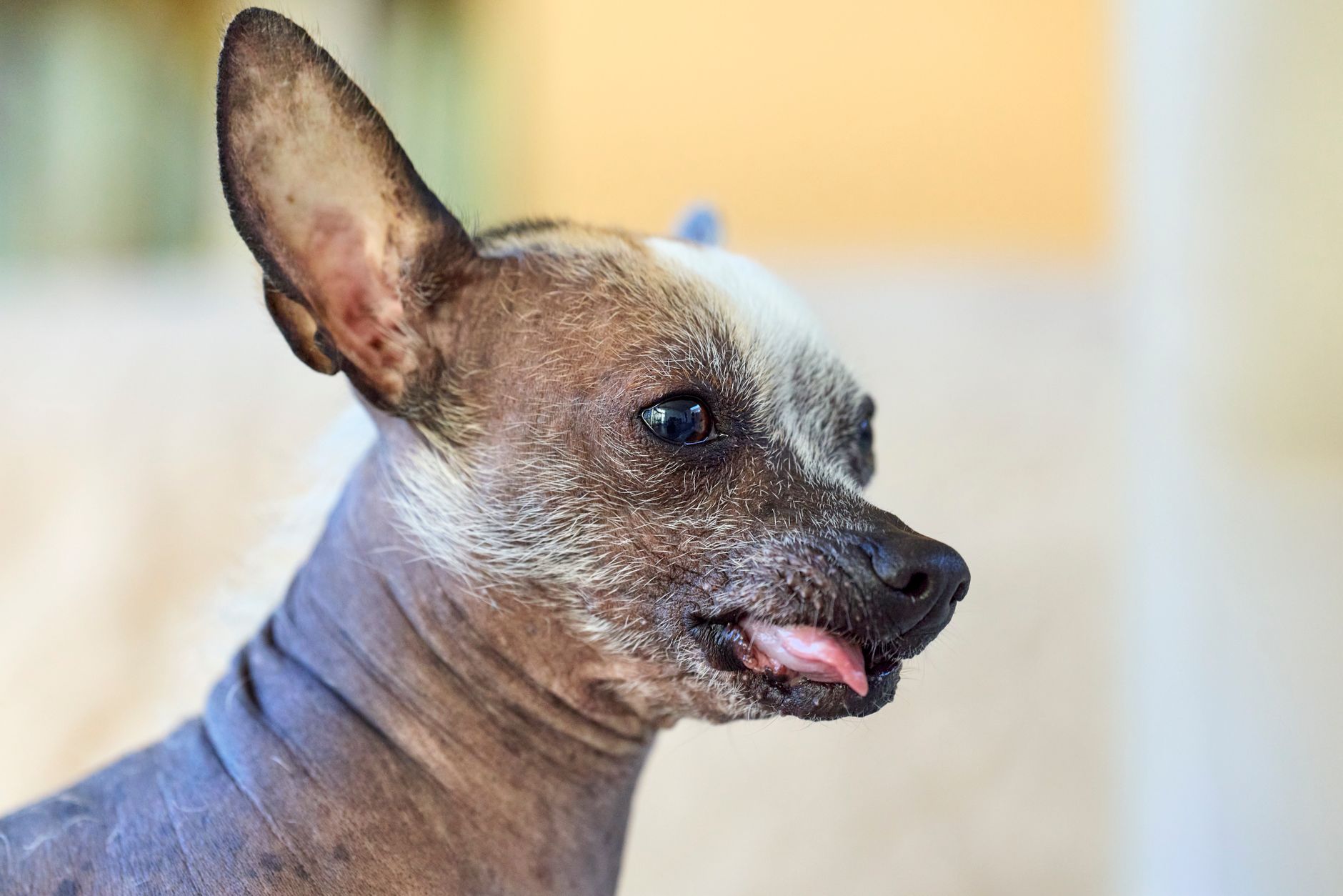 3 Dangerous Chinese Crested Myths You Still Believe (And How to Fix Them)