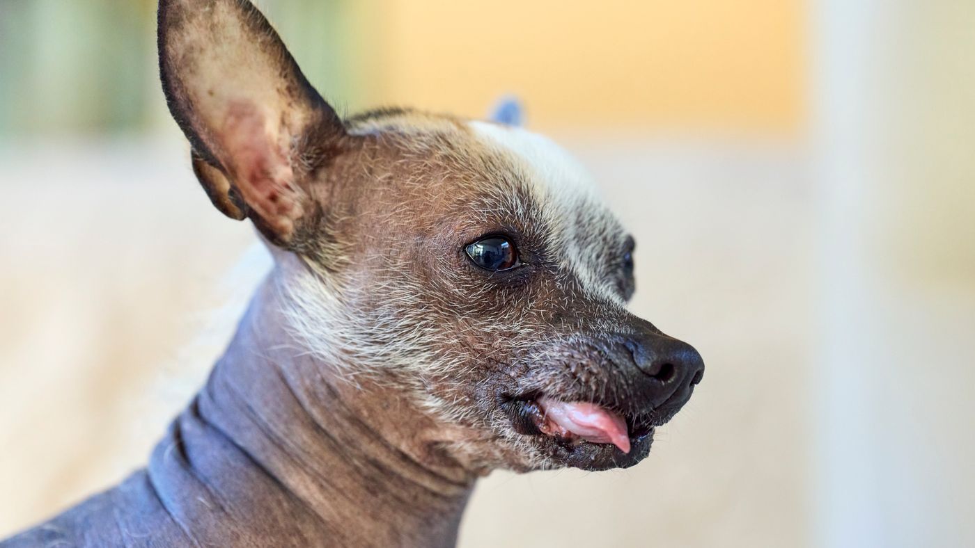 Hairless Hypoallergenic Dog Breeds, Explained
