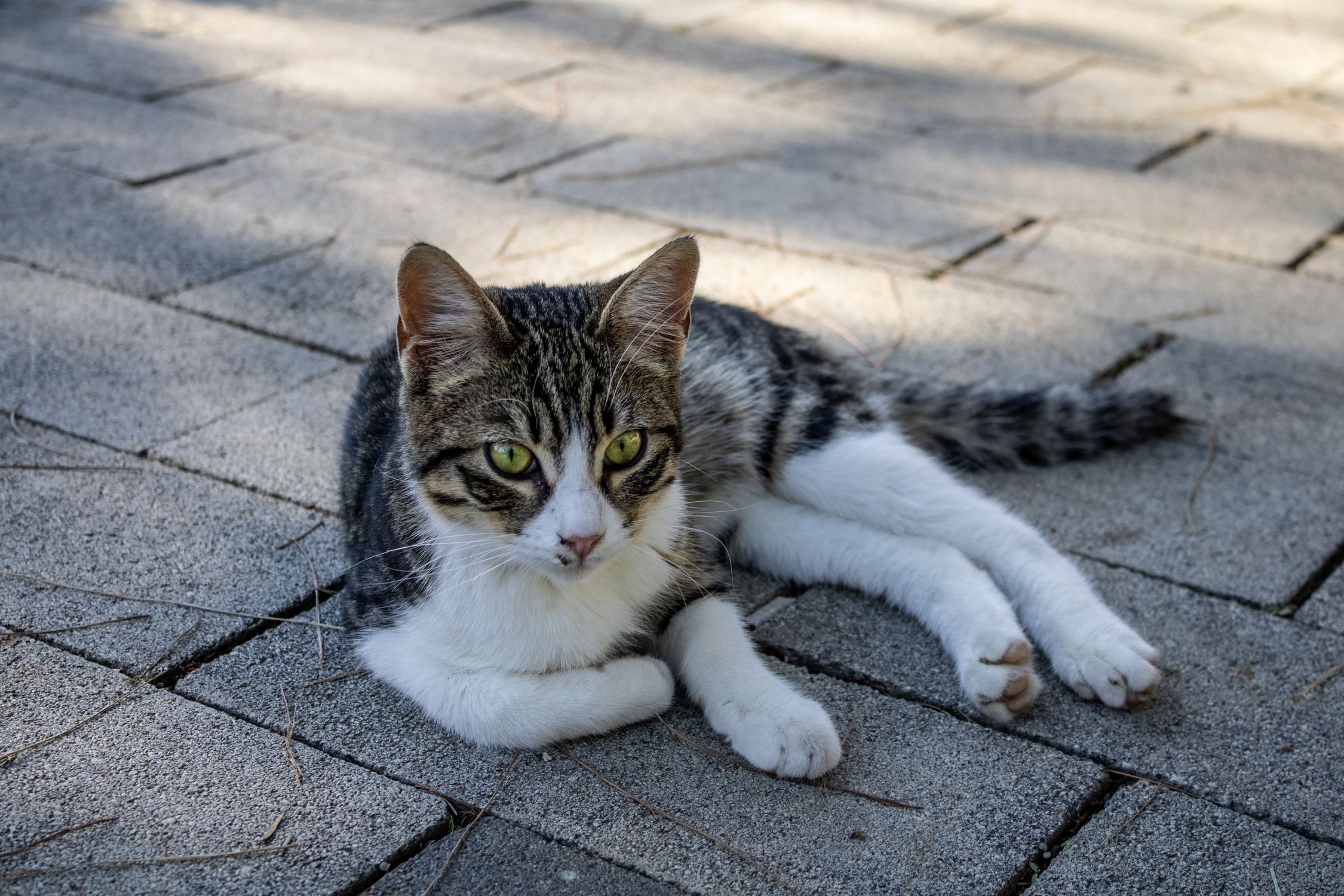 Foto de stock gratuita sobre adoquines, adorable, al aire libre, amigo ...