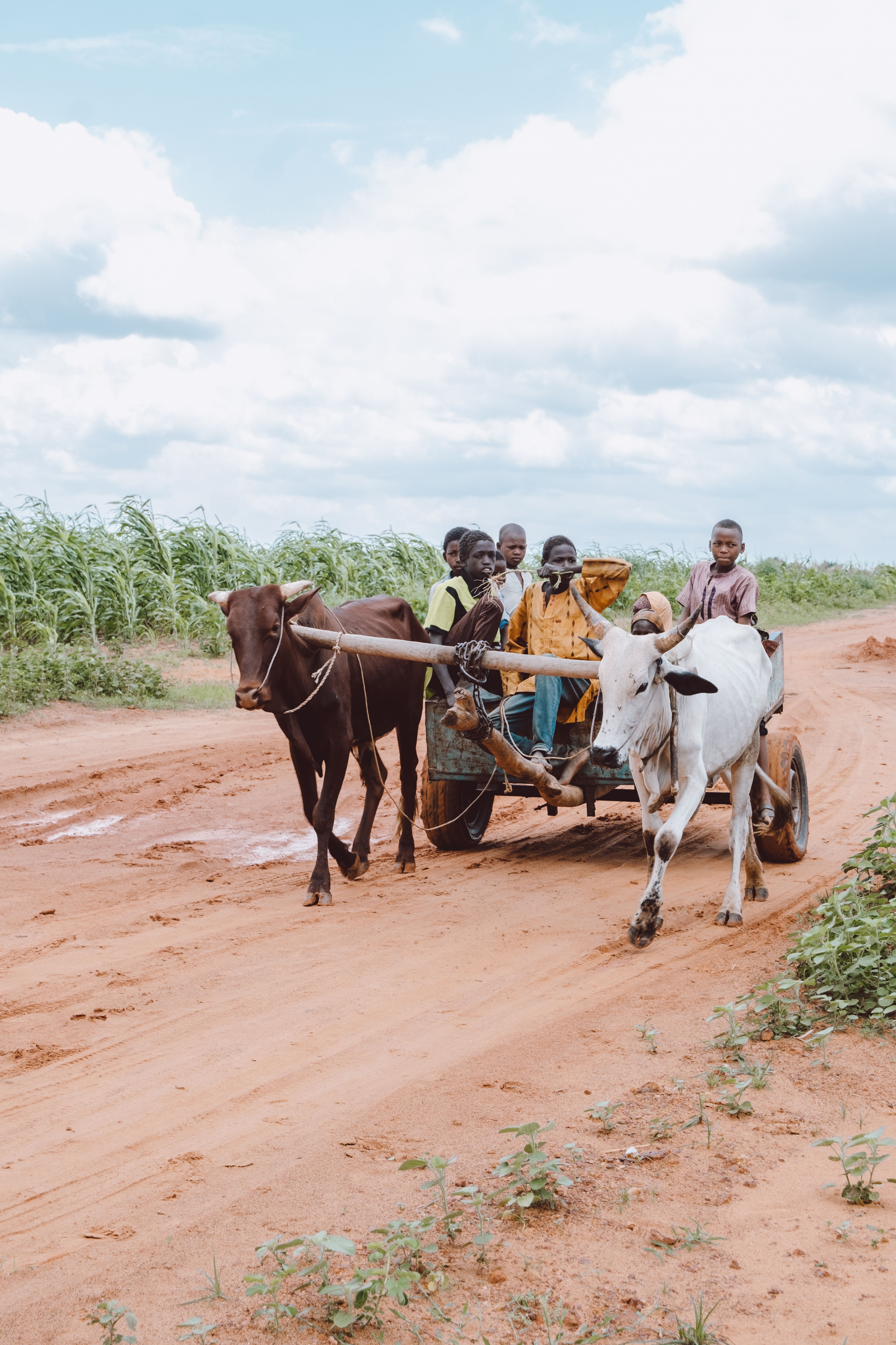 Ox cart on a rural dirt road, representing the rural road access context bridges like this serve
