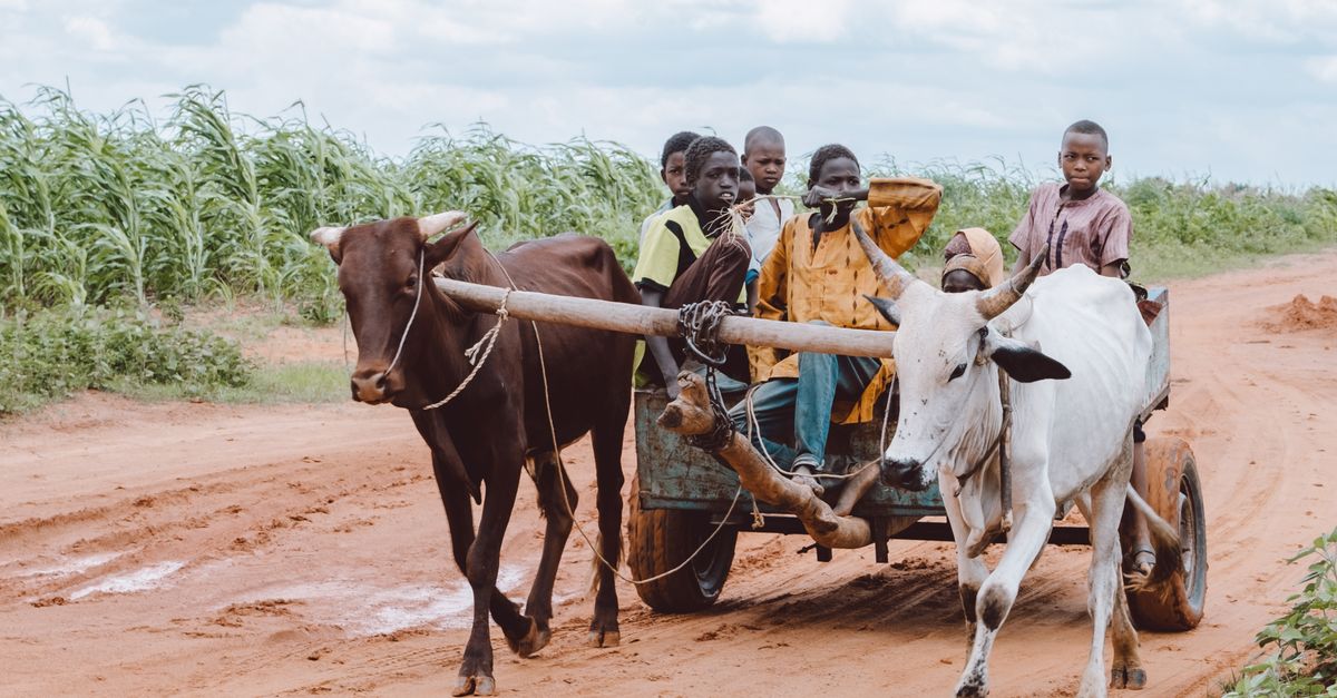El papel de la agroindustria en la transformación rural y económica de Zambia El papel de la agroindustria en la transformación rural y económica de Zambia