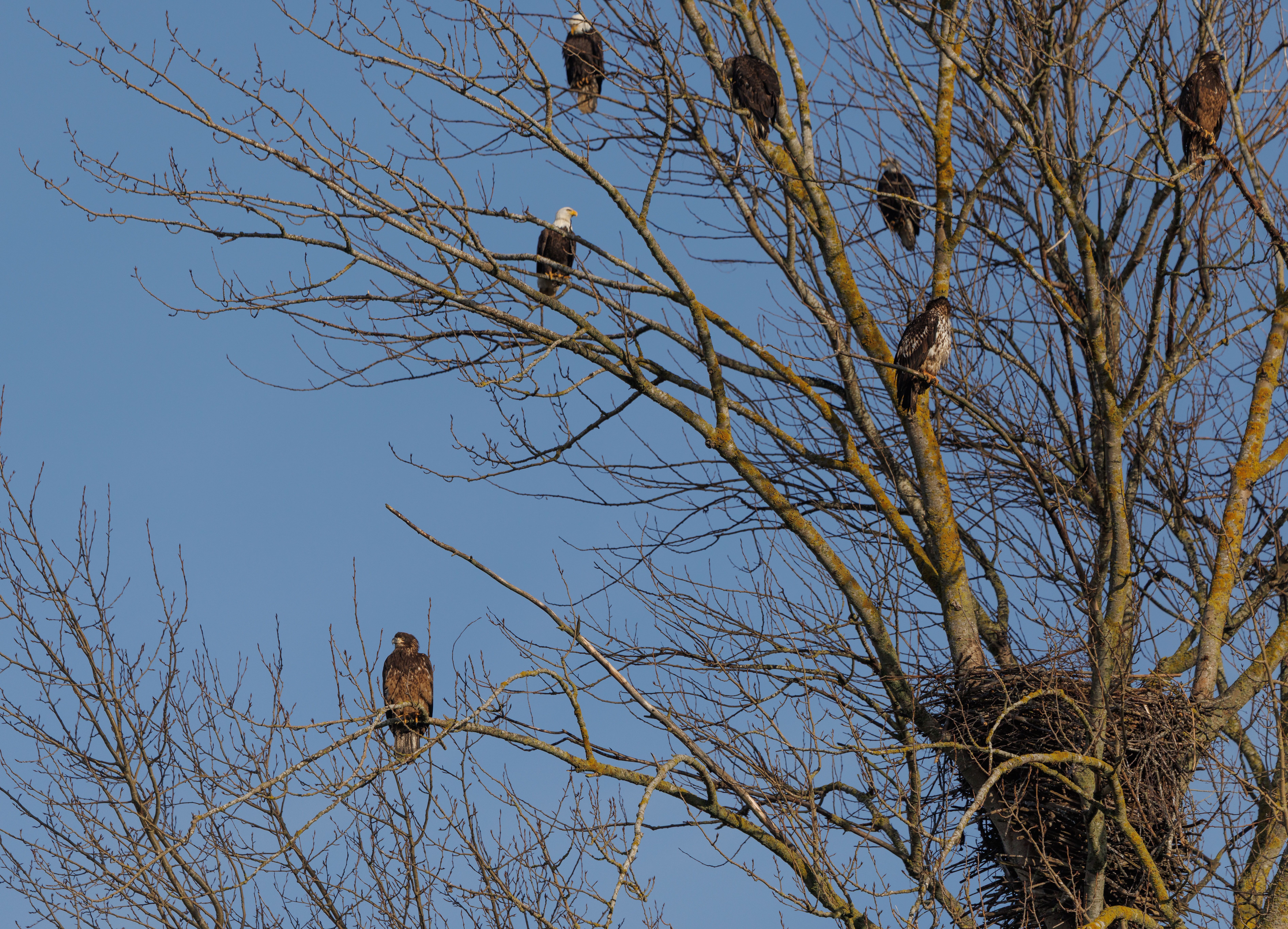 Group of bald eagles perched in tree with nest on a clear winter day.