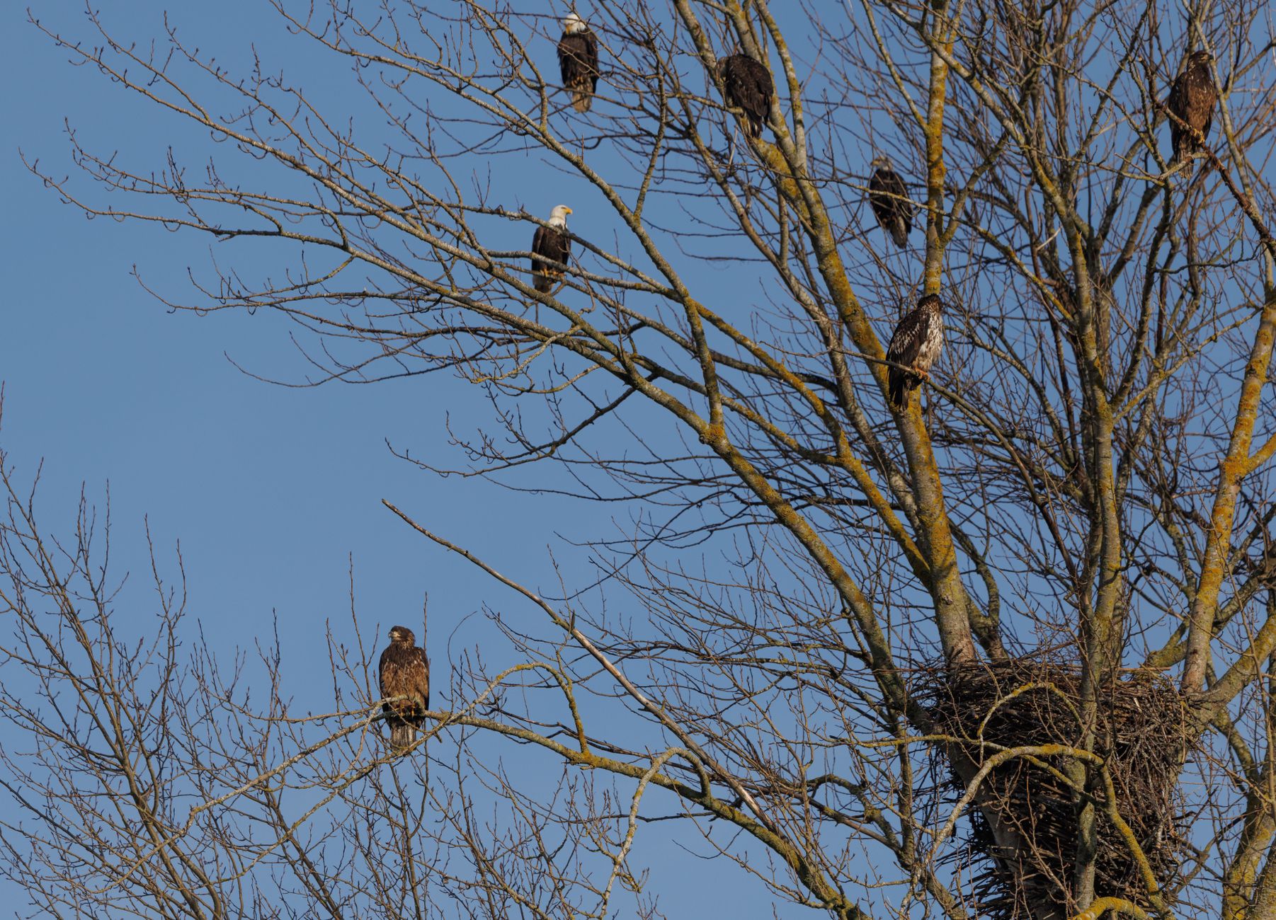 Group of bald eagles perched in tree with nest on a clear winter day.