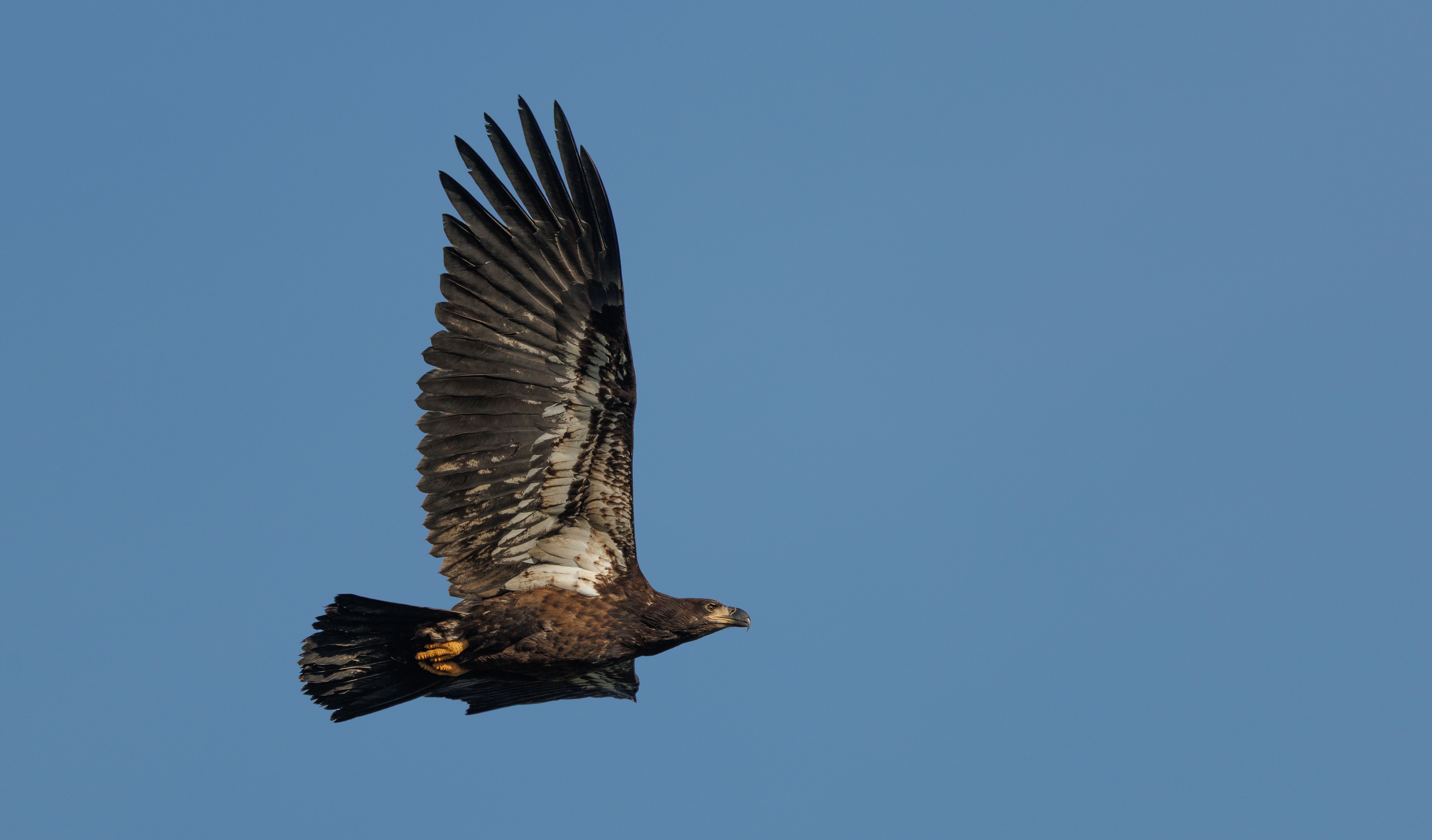 Majestic Eagle Soaring in Clear Blue Sky · Free Stock Photo