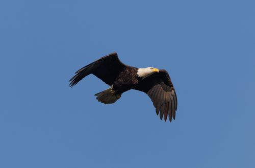 Free Bald eagle in flight against blue sky, symbolizing freedom and strength. Stock Photo
