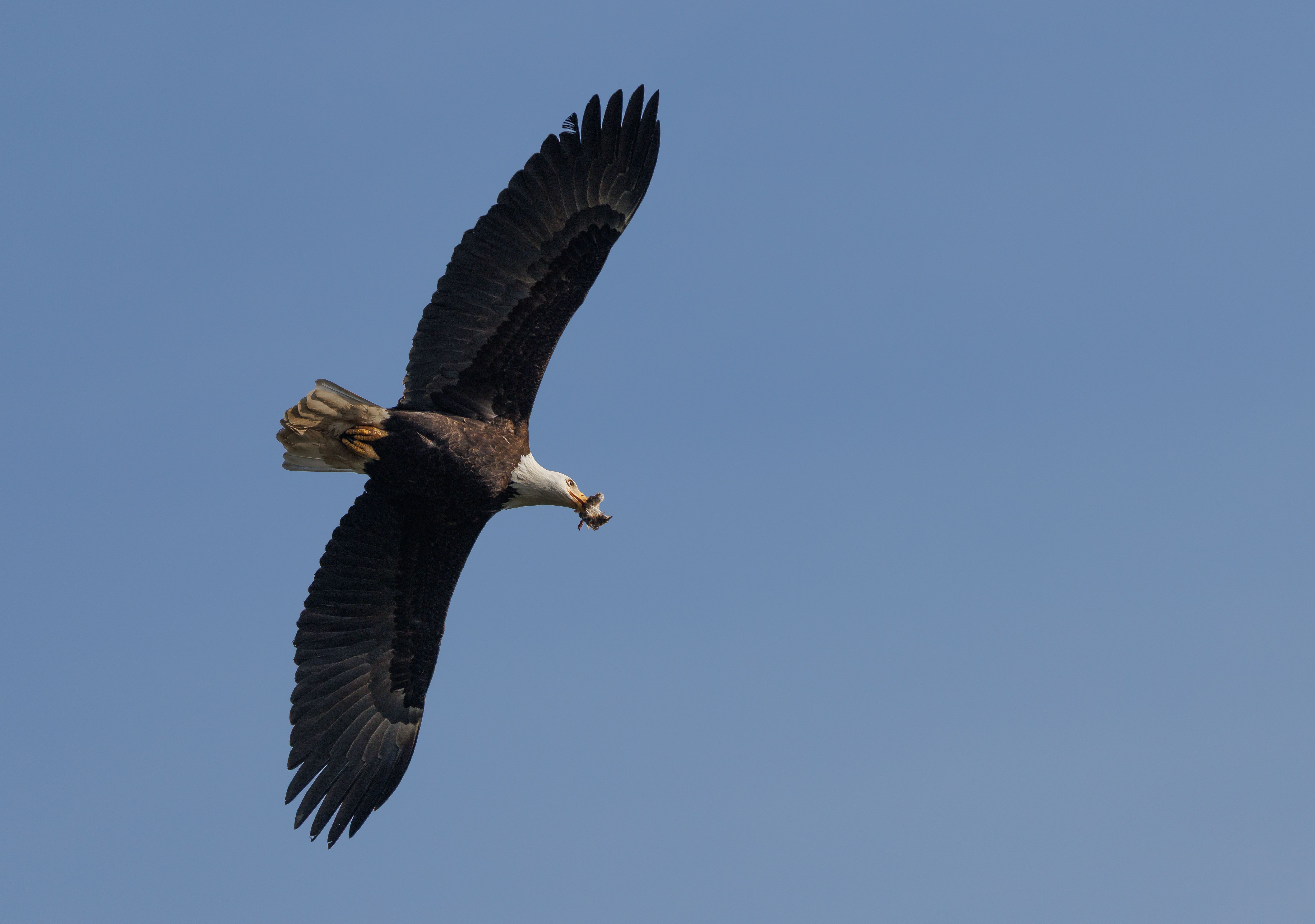 Majestic Bald Eagle Soaring Through Blue Sky · Free Stock Photo