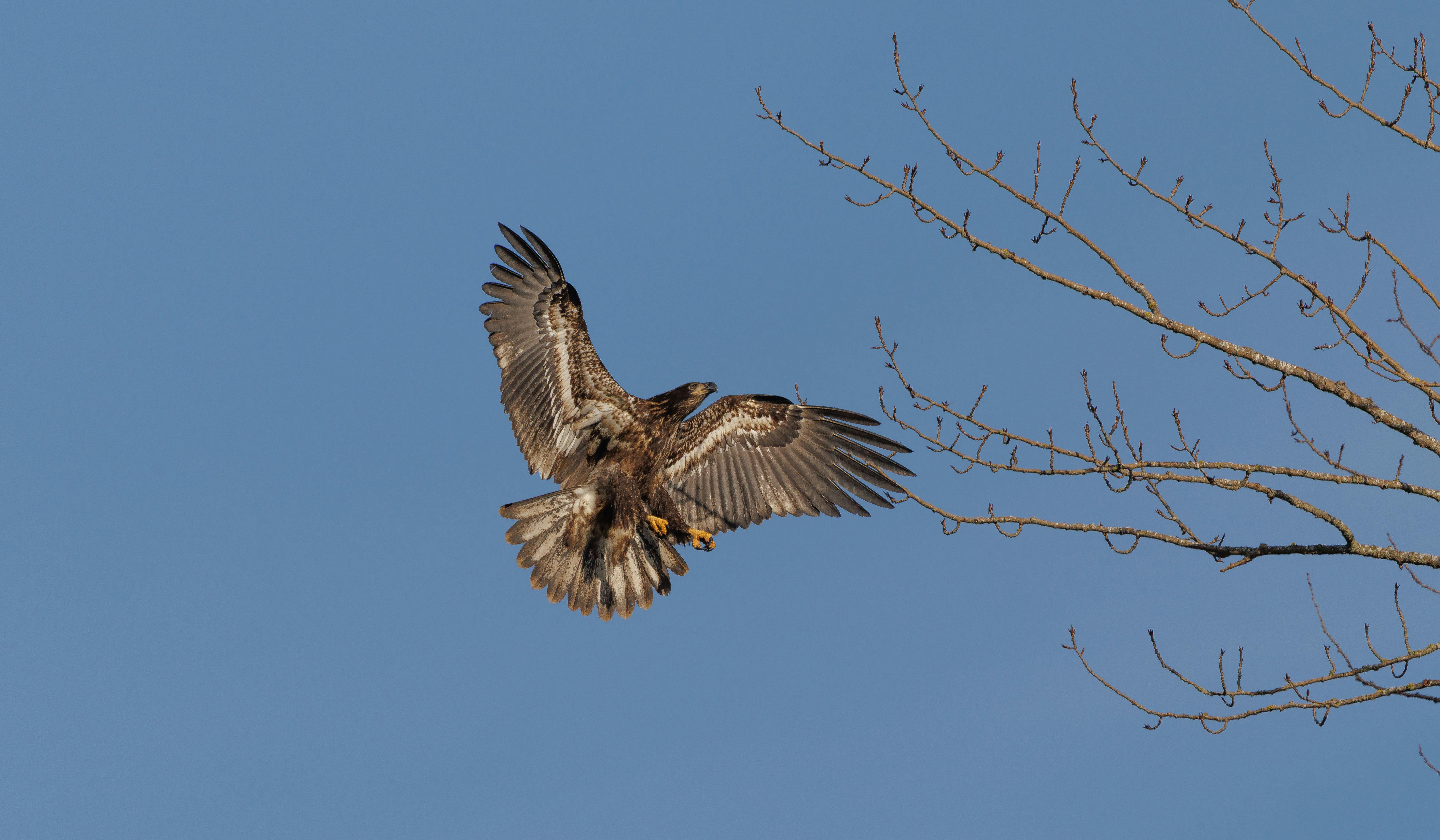 Bald Eagle mid-takeoff with wings fully extended - composition tips bird photos
