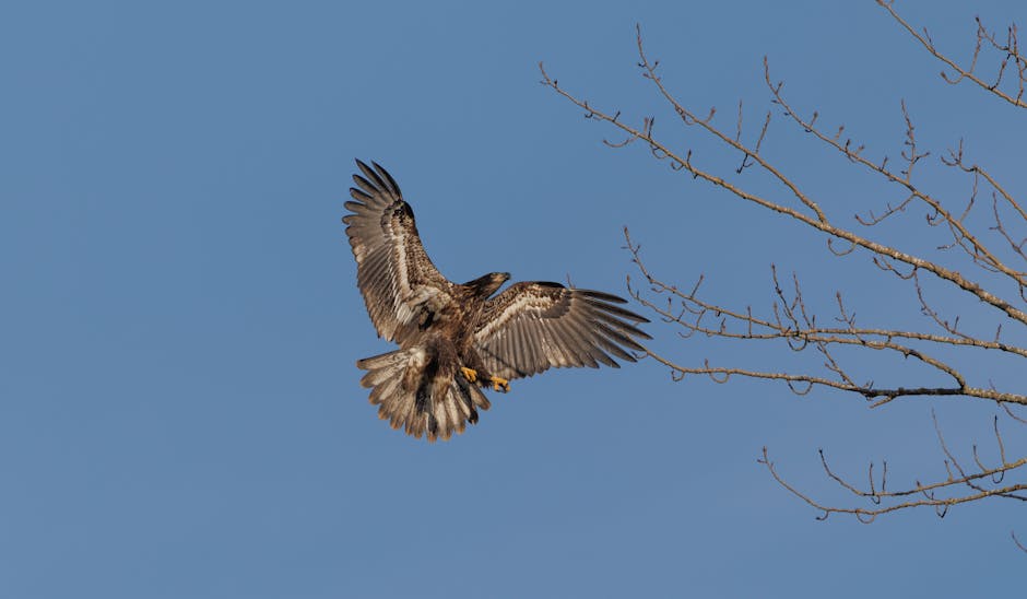 Bald Eagle mid-takeoff with wings fully extended - composition tips bird photos Bald Eagle mid-takeoff with wings fully extended - composition tips bird photos
