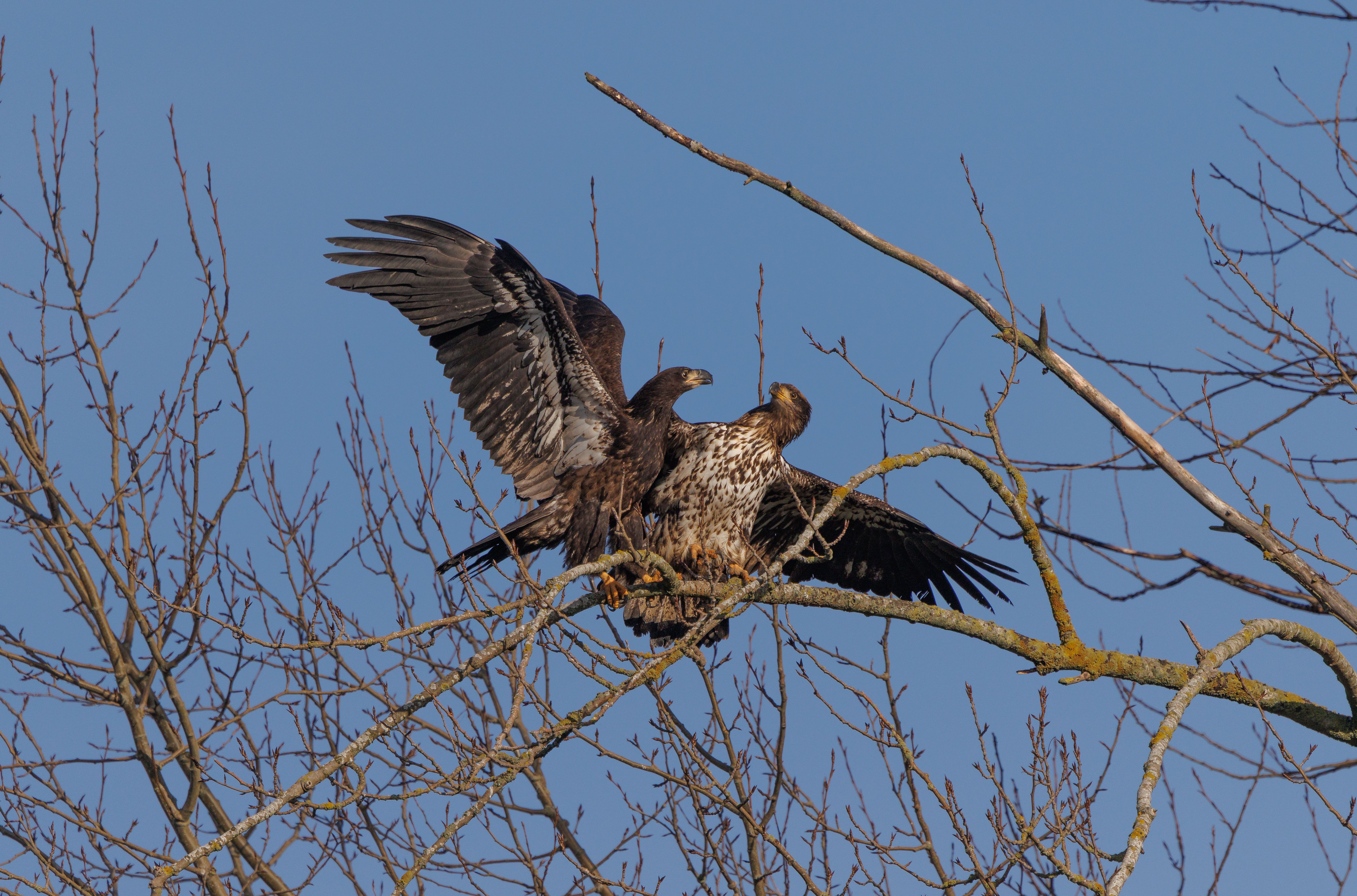 bald eagles almost go