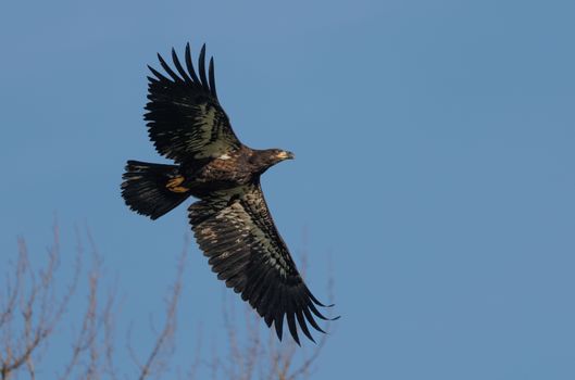 eagle photo