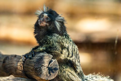 Free Charming portrait of a tufted-ear marmoset sitting on a branch outdoors. Stock Photo