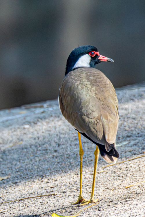 Free Close-up of a red-wattled lapwing standing on a rocky surface, captured outdoors in daylight. Stock Photo