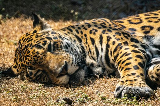 A calm jaguar lying on dry grass, basking in natural outdoor sunlight.