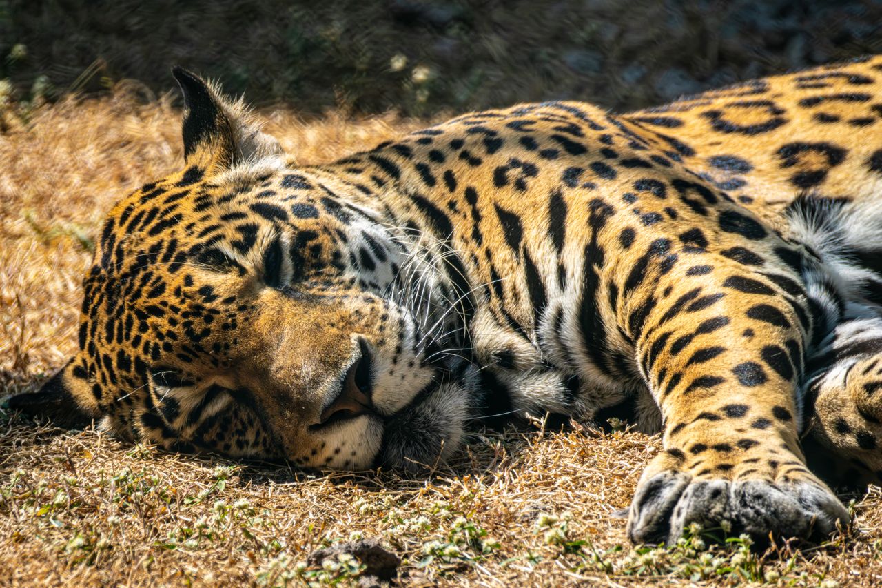 a calm jaguar lying on dry grass basking in natural outdoor sunlight