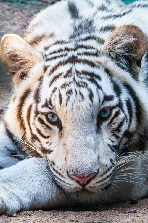 Free Stunning close-up portrait of a white Bengal tiger with intense blue eyes. Stock Photo