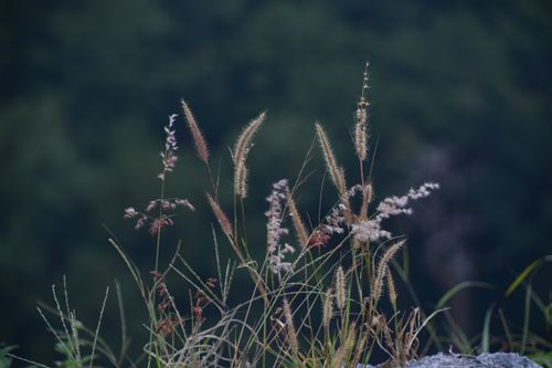 Free Close-up of tall grasses gently swaying with blurred forest background. Stock Photo