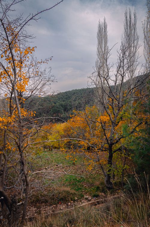 Free Explore a tranquil autumn scene with colorful foliage in Denizli, Turkey's scenic outdoors. Stock Photo