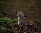 Little fluffy squirrel sitting in park