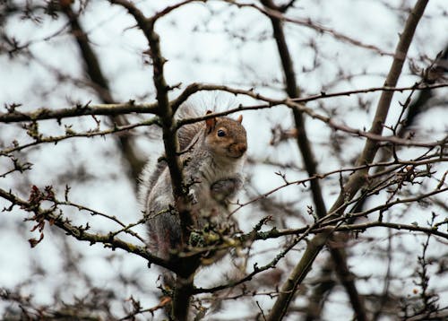 Small cute squirrel sitting on leafless branch of tree with tail raised up and looking away in autumn forest on daytime
